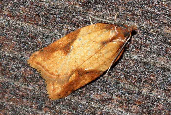 Acleris aspersana